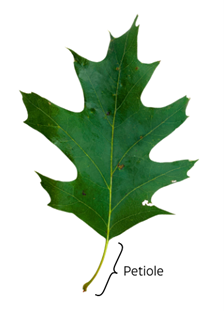 A red oak leaf and petiole.